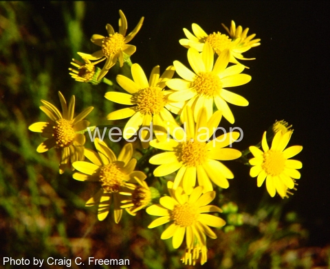 groundsel, prairie